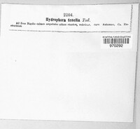 Hydrophora tenella image